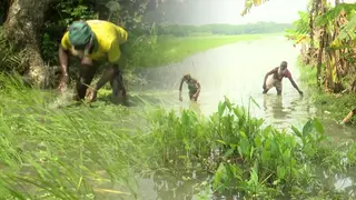 পানিতে নষ্ট আমনের বীজতলা, চারা সংকটে ভোলার কৃষক